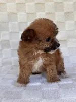 Goldie, a female Yorkshire Terrier and Poodle - Toy  for sale in Duncan, OK – 6 of 8