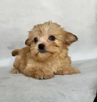 Lucy, a female Maltese and Yorkshire Terrier for sale in Duncan, OK – 5 of 6
