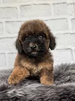 Rusty, a male Cocker Spaniel and Poodle - Toy  for sale in Duncan, OK – 1 of 6