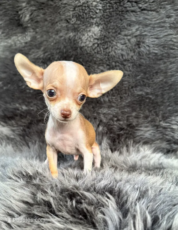 Pip – Chihuahua puppy for sale in Duncan, OK