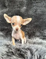 Pip, a male Chihuahua for sale in Duncan, OK – 1 of 6