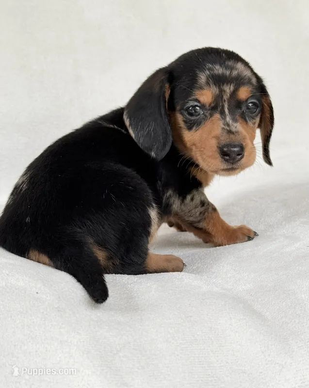 Daisy – Miniature Dachshund puppy for sale in Duncan, OK