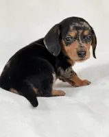 Daisy, a female Miniature Dachshund for sale in Duncan, OK – 1 of 4