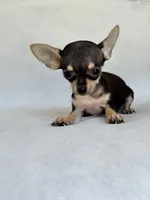Gus, a male Chihuahua for sale in Duncan, OK – 6 of 6