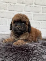 Charlie , a male Cocker Spaniel and Poodle - Toy  for sale in Duncan, OK – 6 of 8
