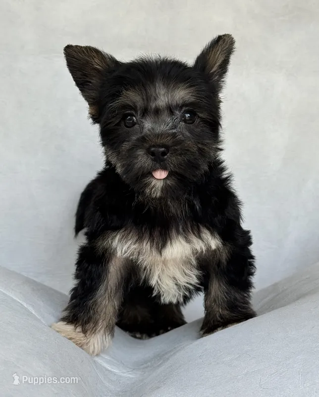 Shadow – Miniature Schnauzer, Yorkshire Terrier puppy for sale in Duncan, OK