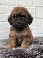 Charlie , a male Cocker Spaniel and Poodle - Toy  for sale in Duncan, OK – 2 of 8