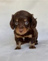 Smokey, a male Miniature Dachshund for sale in Duncan, OK – 1 of 7