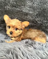 Lily, a female Yorkshire Terrier for sale in Duncan, OK – 4 of 7