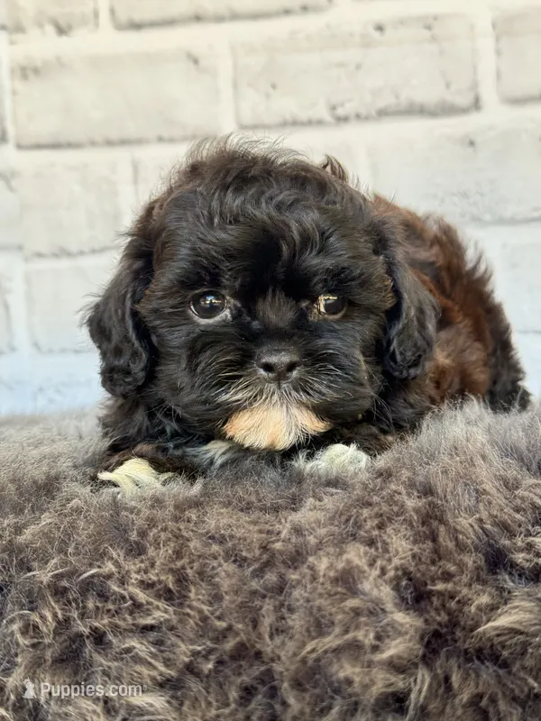 Toby – Shih Tzu, Poodle - Toy  puppy for sale in Duncan, OK