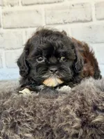Toby, a male Shih Tzu and Poodle - Toy  for sale in Duncan, OK – 1 of 6