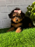 Sophie, a female Yorkshire Terrier and Poodle - Toy  for sale in Duncan, OK – Photo 7 of 10
