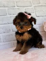Sophie, a female Yorkshire Terrier and Poodle - Toy  for sale in Duncan, OK – Photo 8 of 10