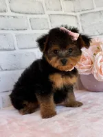 Sophie, a female Yorkshire Terrier and Poodle - Toy  for sale in Duncan, OK – Photo 9 of 10