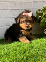 Sophie, a female Yorkshire Terrier and Poodle - Toy  for sale in Duncan, OK – Photo 5 of 10