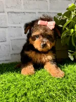 Sophie, a female Yorkshire Terrier and Poodle - Toy  for sale in Duncan, OK – Photo 6 of 10