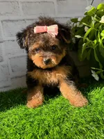 Sophie, a female Yorkshire Terrier and Poodle - Toy  for sale in Duncan, OK – Photo 3 of 10