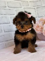 Sophie, a female Yorkshire Terrier and Poodle - Toy  for sale in Duncan, OK – Photo 10 of 10