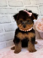 Sophie, a female Yorkshire Terrier and Poodle - Toy  for sale in Duncan, OK – Photo 1 of 10