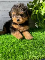 Sophie, a female Yorkshire Terrier and Poodle - Toy  for sale in Duncan, OK – Photo 2 of 10