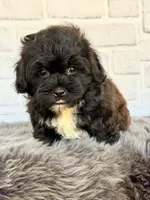 Baxter, a male Shih Tzu and Poodle - Toy  for sale in Duncan, OK – 3 of 7