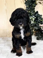 Otis, a male Cocker Spaniel and Poodle - Toy  for sale in Duncan, OK – Photo 2 of 5