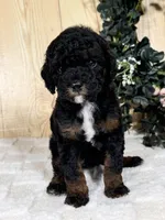 Otis, a male Cocker Spaniel and Poodle - Toy  for sale in Duncan, OK – Photo 4 of 5