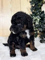 Otis, a male Cocker Spaniel and Poodle - Toy  for sale in Duncan, OK – Photo 3 of 5