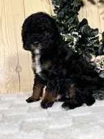 Otis, a male Cocker Spaniel and Poodle - Toy  for sale in Duncan, OK – Photo 1 of 5