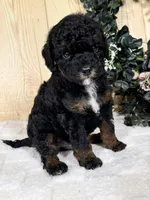 Otis, a male Cocker Spaniel and Poodle - Toy  for sale in Duncan, OK – Photo 5 of 5