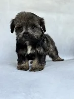 Greta, a female Miniature Schnauzer and Yorkshire Terrier for sale in Duncan, OK – 2 of 6