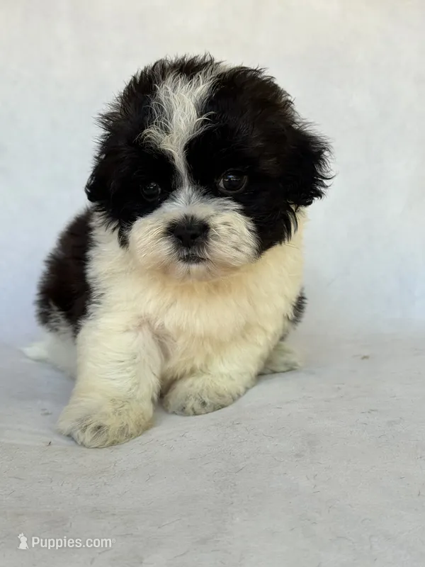Oreo  – Shihpoo puppy for sale in Duncan, OK