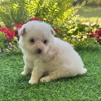 Charlie , a male Yorkshire Terrier and Poodle - Toy  for sale in Duncan, OK – 5 of 6