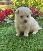 Charlie , a male Yorkshire Terrier and Poodle - Toy  for sale in Duncan, OK – 6 of 6
