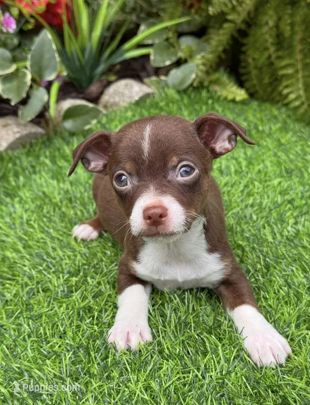 Rambo – Chihuahua puppy for sale in Duncan, OK