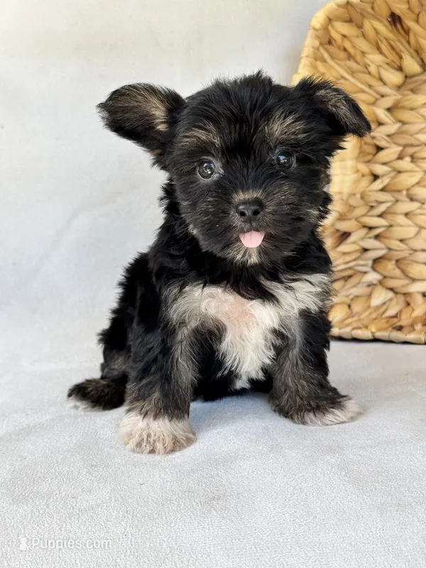 Heidi – Miniature Schnauzer, Yorkshire Terrier puppy for sale in Duncan, OK