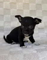 Chico, a male Chihuahua for sale in Duncan, OK – 4 of 8
