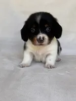 Slinky, a male Miniature Dachshund for sale in Duncan, OK – 8 of 8