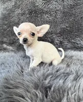 Squeak, a female Chihuahua for sale in Duncan, OK – 2 of 5