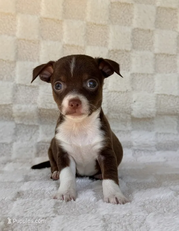 Rambo – Chihuahua puppy for sale in Duncan, OK
