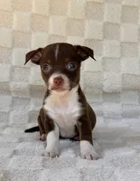 Rambo, a male Chihuahua for sale in Duncan, OK – 1 of 7