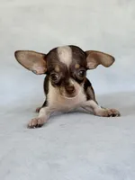Rosco, a male Chihuahua for sale in Duncan, OK – 5 of 5
