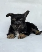 Raven, a male Miniature Schnauzer and Yorkshire Terrier for sale in Duncan, OK – 5 of 6