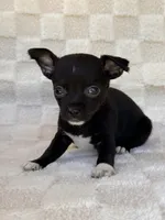 Chico, a male Chihuahua for sale in Duncan, OK – 5 of 8