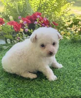 Charlie , a male Yorkshire Terrier and Poodle - Toy  for sale in Duncan, OK – 2 of 6