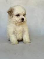 Max, a male Shihpoo for sale in Duncan, OK – 3 of 4