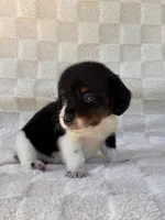Dash, a male Miniature Dachshund for sale in Duncan, OK – 5 of 7