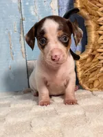 Archie, a male Miniature Dachshund for sale in Duncan, OK – Photo 1 of 5