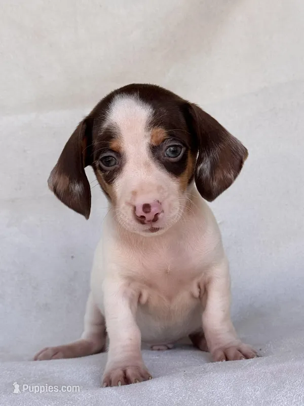 Archie – Miniature Dachshund puppy for sale in Duncan, OK