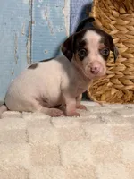 Archie, a male Miniature Dachshund for sale in Duncan, OK – Photo 3 of 5